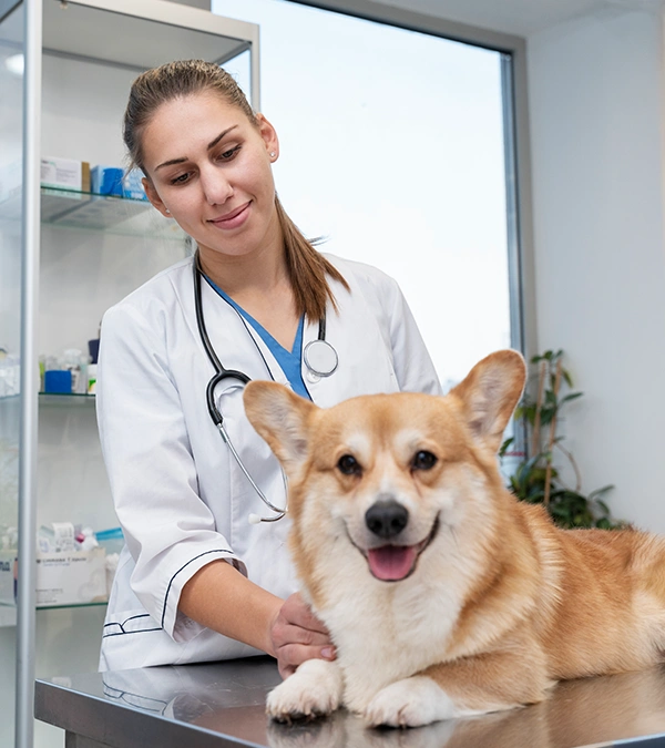 A content veterinarian looks down at a corgi laying on an exam table