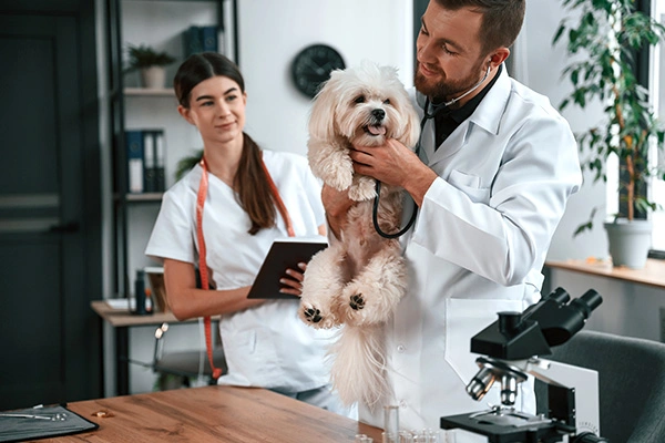 A veterinary assistant stands by while a veterinarian does a checkup on a small white dog