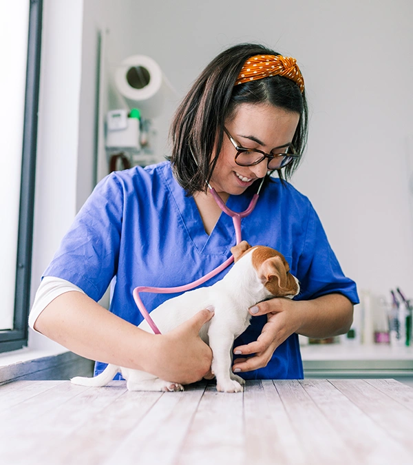 A smiling vet in blue scrubs holds onto a small puppy while checking its heart with a stethoscope