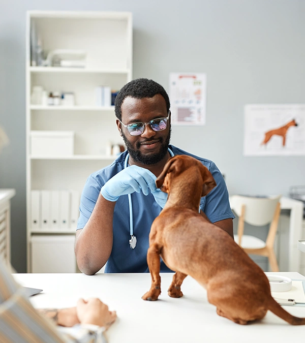 A vet sits at a table with a small brown dog on it