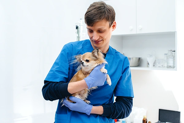 A veterinarian holds a small dog